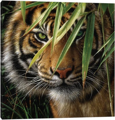 Tiger - Emerald Forest Canvas Art Print - Collin Bogle