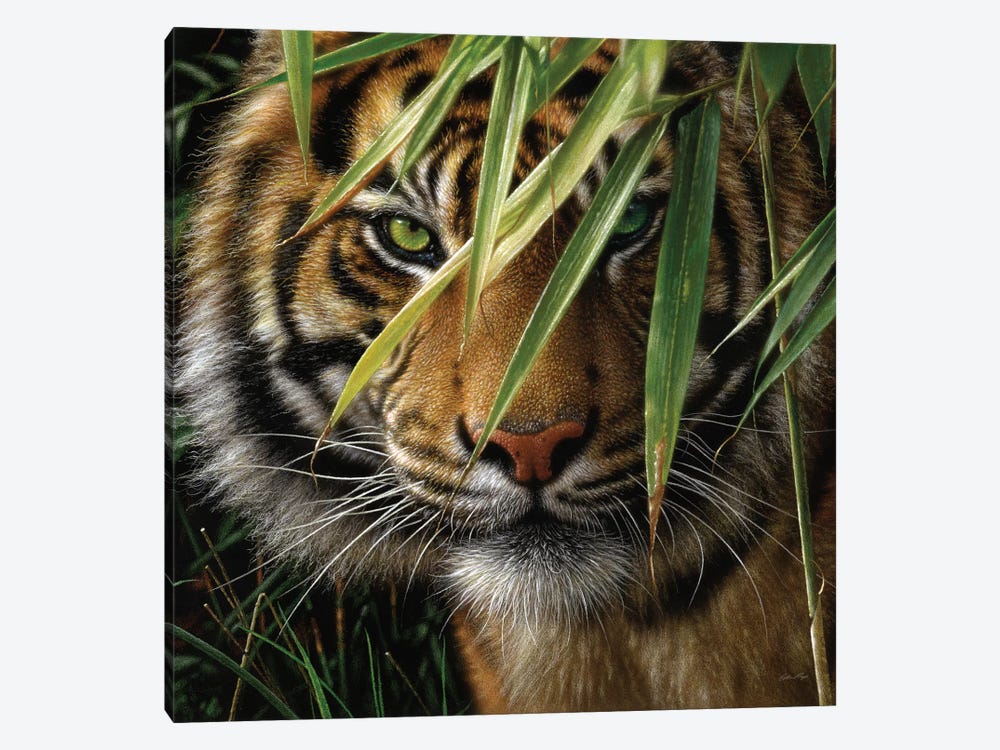 Tiger - Emerald Forest by Collin Bogle 1-piece Canvas Art