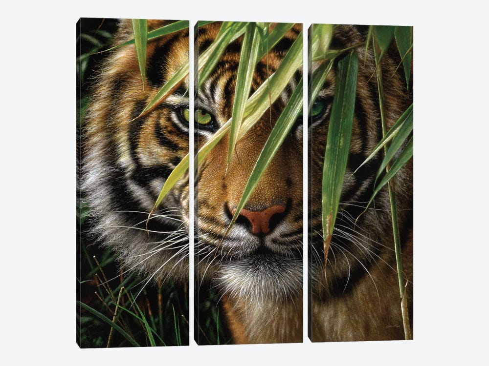 Tiger - Emerald Forest by Collin Bogle 3-piece Canvas Artwork