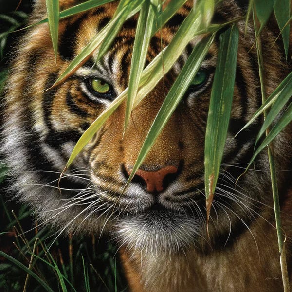 Collin Bogle: Tiger - Emerald Forest by Collin Bogle