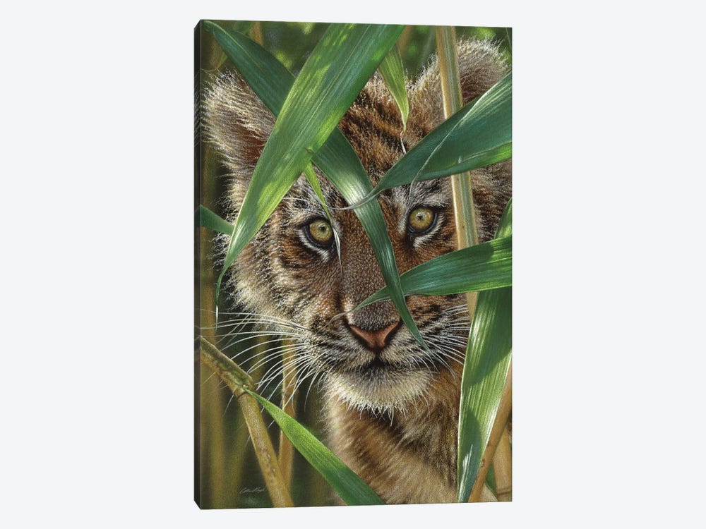 Tiger Cub Peekaboo by Collin Bogle 1-piece Canvas Art Print