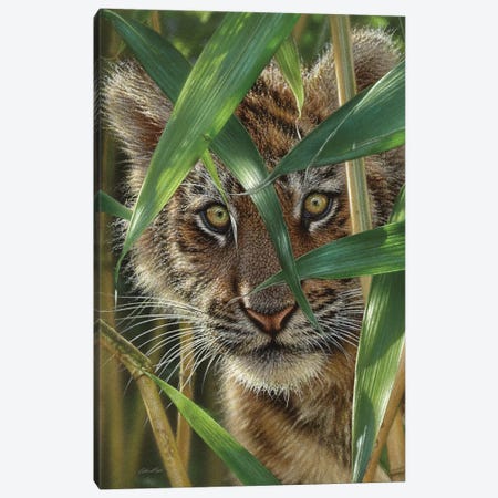 Tiger Cub Peekaboo Canvas Print #CBO117} by Collin Bogle Canvas Artwork