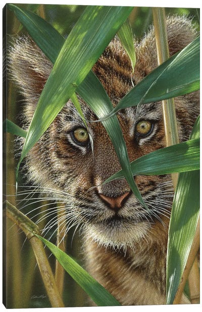 Tiger Cub Peekaboo Canvas Art Print - Tiger Art