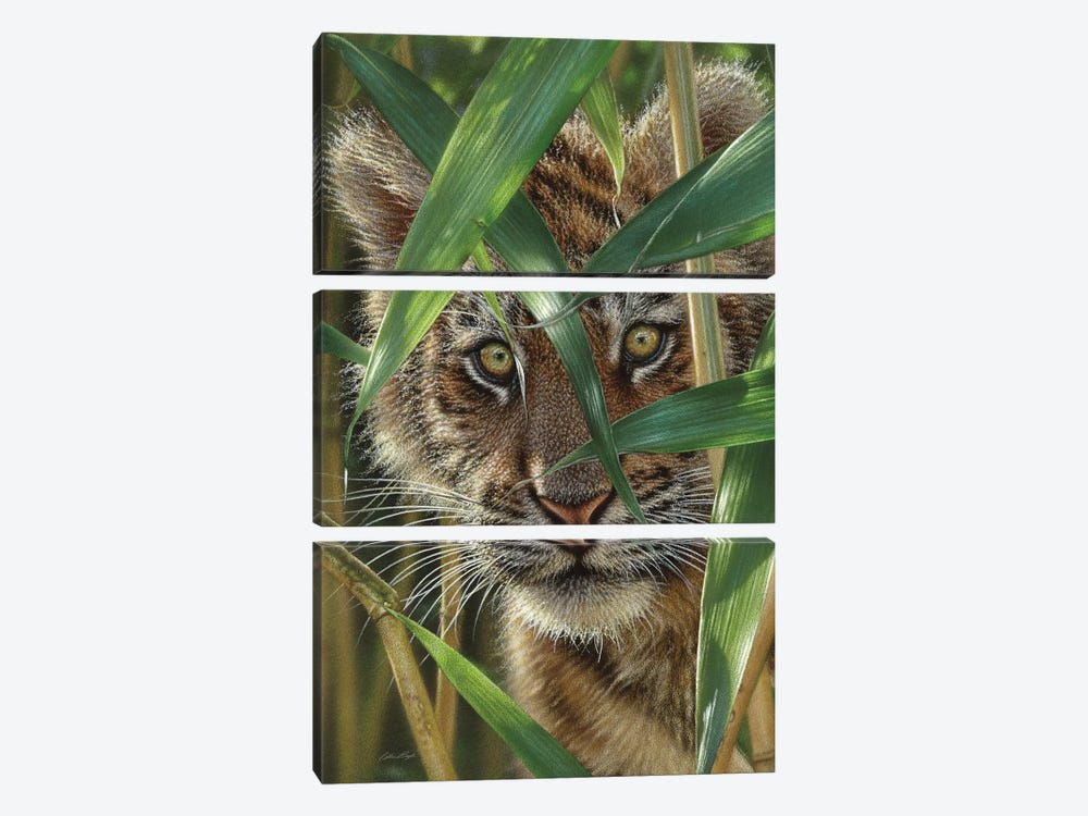 Tiger Cub Peekaboo by Collin Bogle 3-piece Canvas Art Print