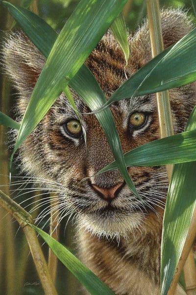 Collin Bogle: Tiger Cub Peekaboo by Collin Bogle