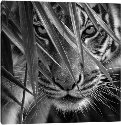 Tiger Eyes Bamboo In Black & White Canvas Art Print - Tiger Art