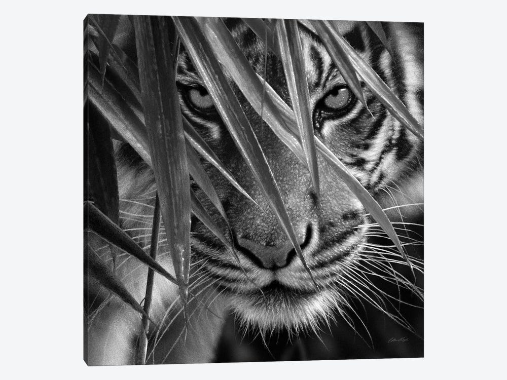 Tiger Eyes Bamboo In Black & White by Collin Bogle 1-piece Canvas Art