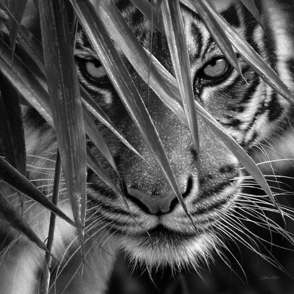 Tigers: Tiger Eyes Bamboo In Black & White by Collin Bogle