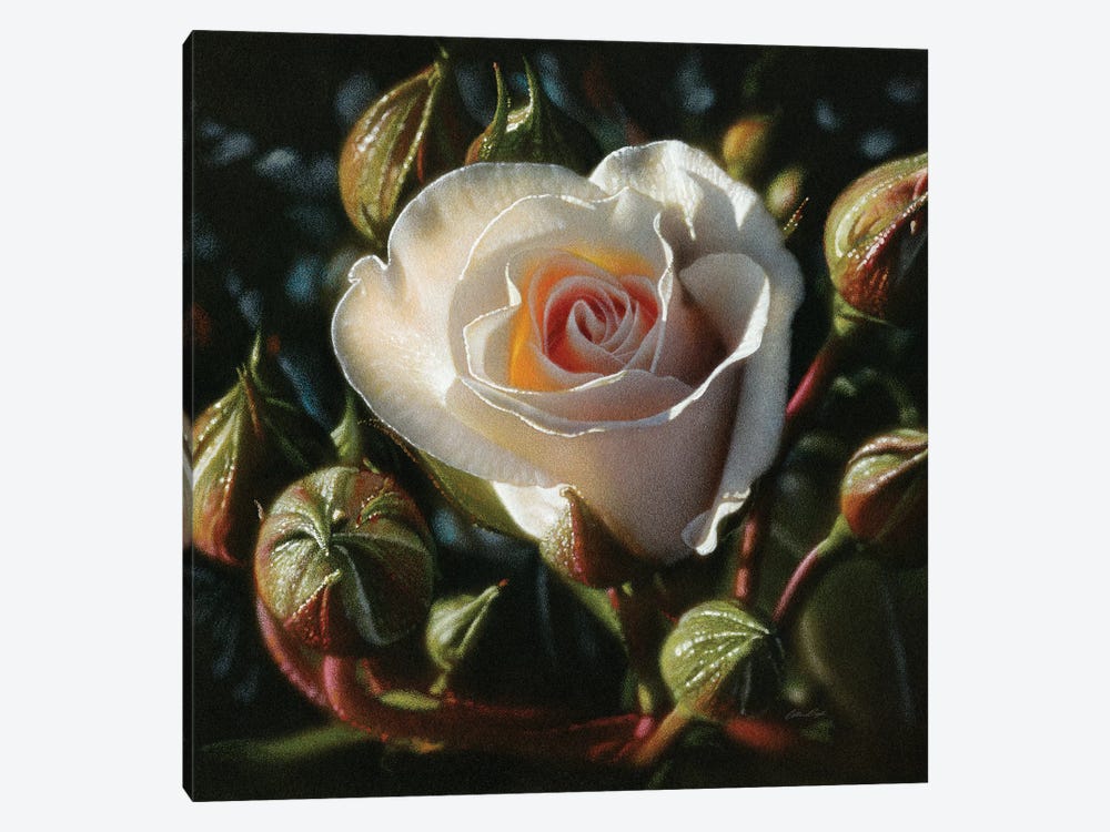 White Rose - First Born by Collin Bogle 1-piece Canvas Print
