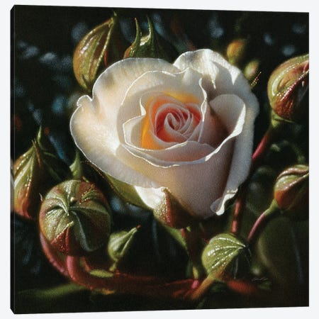 White Rose - First Born Canvas Print #CBO119} by Collin Bogle Canvas Print
