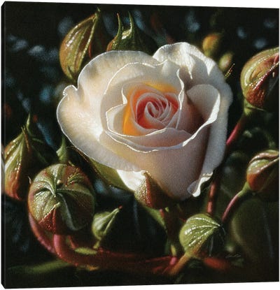 White Rose - First Born Canvas Art Print - Collin Bogle
