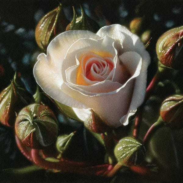 Collin Bogle: White Rose - First Born by Collin Bogle