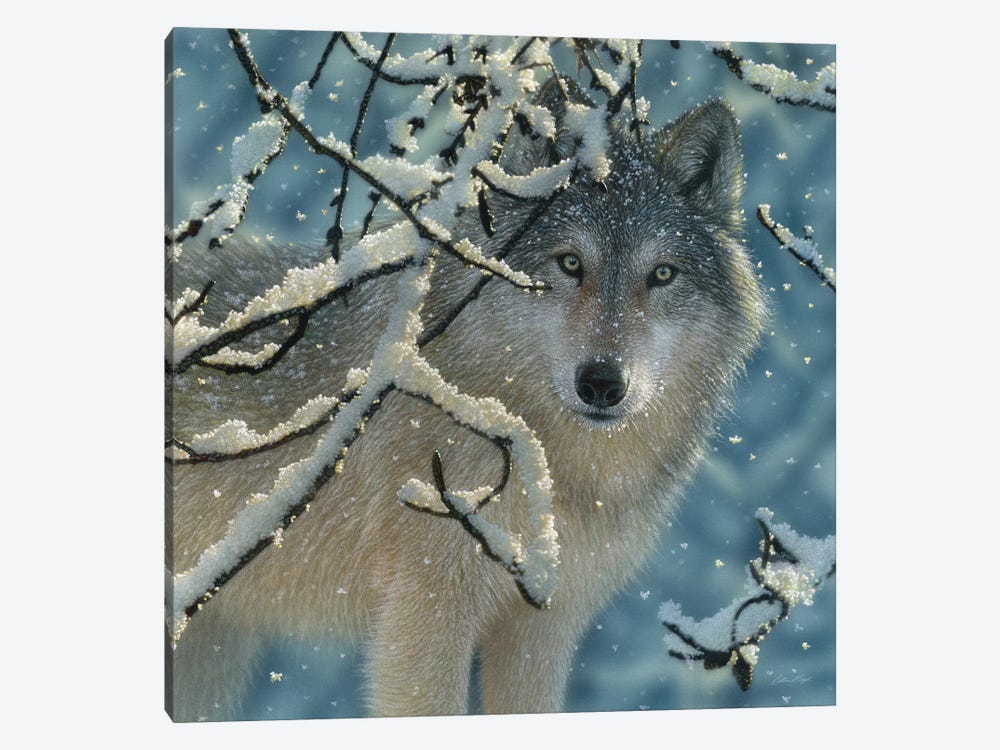 Broken Silence - Gray Wolf, Square by Collin Bogle 1-piece Canvas Art Print