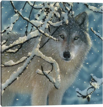 Broken Silence - Gray Wolf, Square Canvas Art Print - Wildlife Art