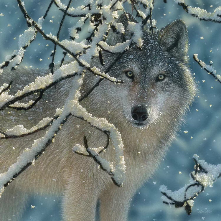 Broken Silence - Gray Wolf, Square by Collin Bogle wall art