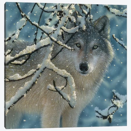 Broken Silence - Gray Wolf, Square Canvas Print #CBO11} by Collin Bogle Canvas Wall Art