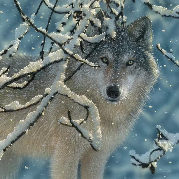 Collin Bogle: Broken Silence - Gray Wolf, Square by Collin Bogle