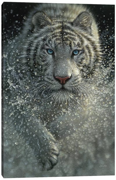 White Tiger - Wet and Wild  Canvas Art Print - Tiger Art
