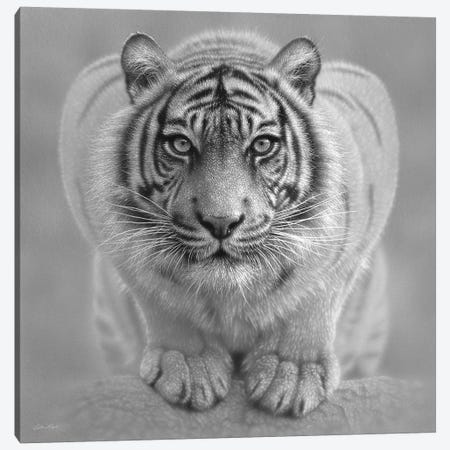 White Tiger - Wild Intentions In Black & White Canvas Print #CBO121} by Collin Bogle Canvas Art