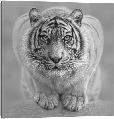 White Tiger - Wild Intentions In Black & White Canvas Art Print - Collin Bogle