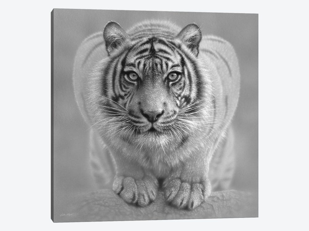 White Tiger - Wild Intentions In Black & White by Collin Bogle 1-piece Canvas Artwork