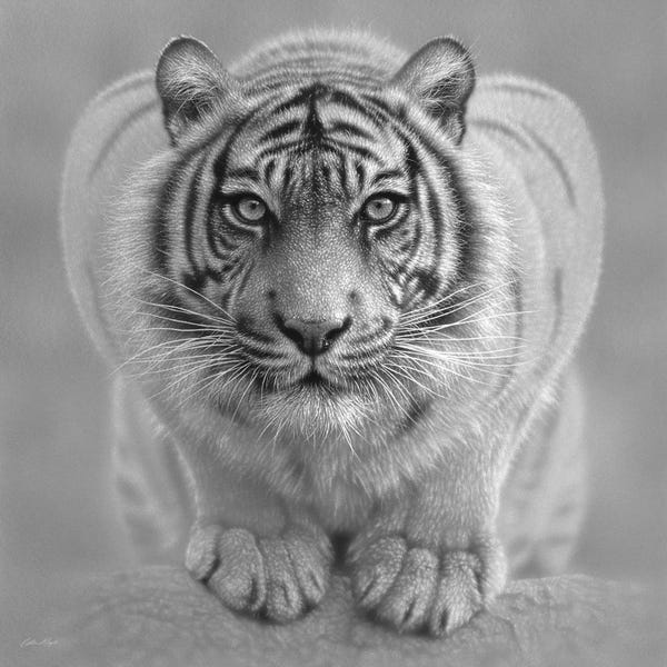 Collin Bogle: White Tiger - Wild Intentions In Black & White by Collin Bogle