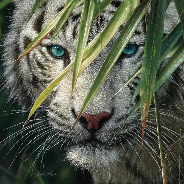 green white tiger eyes