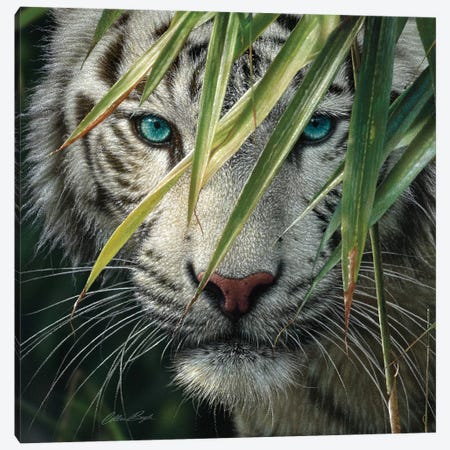 White Tiger Bamboo Forest Canvas Print #CBO123} by Collin Bogle Canvas Art