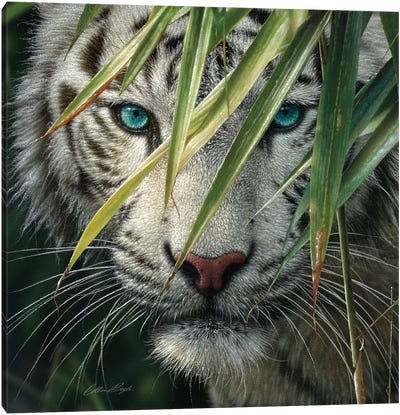 White Tiger Bamboo Forest Canvas Art Print - Wild Cat Art