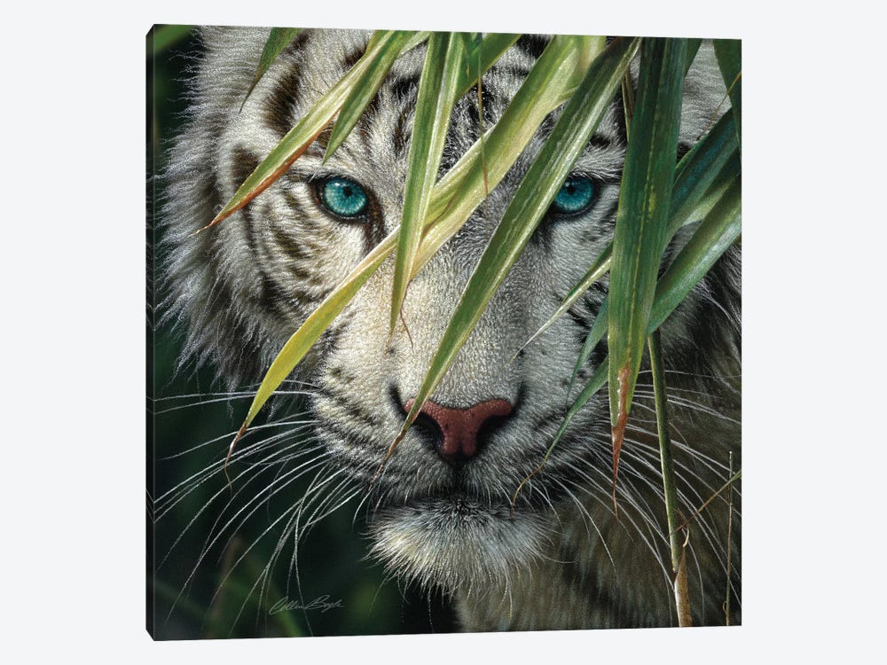 White Tiger Bamboo Forest by Collin Bogle 1-piece Canvas Artwork
