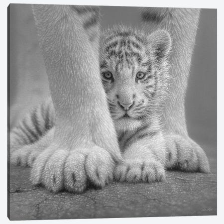 White Tiger Cub - Sheltered In Black & White Canvas Print #CBO124} by Collin Bogle Canvas Art Print