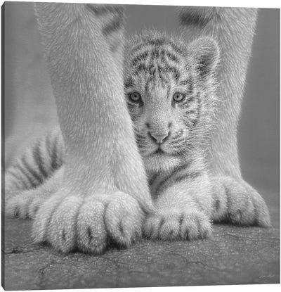 White Tiger Cub - Sheltered In Black & White Canvas Art Print - Collin Bogle