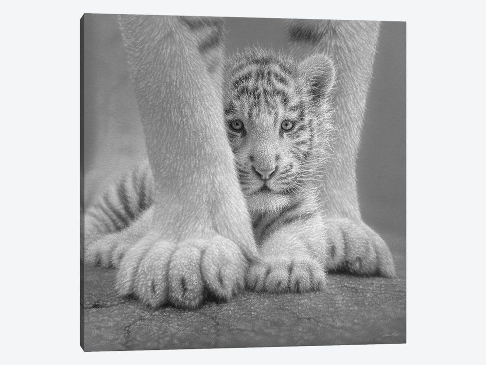 White Tiger Cub - Sheltered In Black & White by Collin Bogle 1-piece Canvas Print