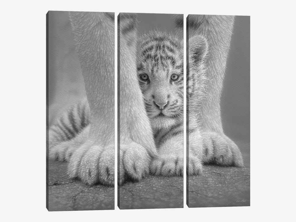 White Tiger Cub - Sheltered In Black & White by Collin Bogle 3-piece Art Print