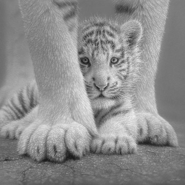 Tigers: White Tiger Cub - Sheltered In Black & White by Collin Bogle