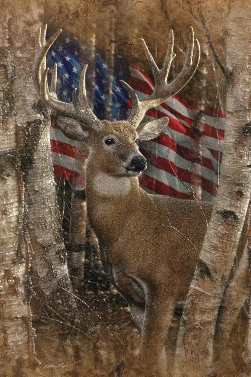 Whitetail Buck - America by Collin Bogle wall art