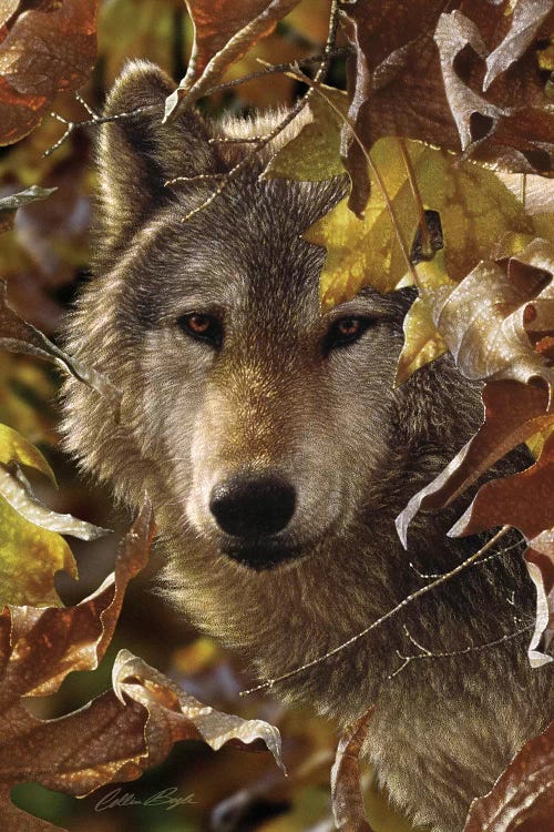 Wolf - Autumn Shadows