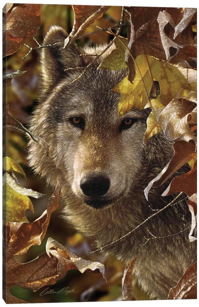 Wolf - Autumn Shadows Canvas Art Print - Collin Bogle