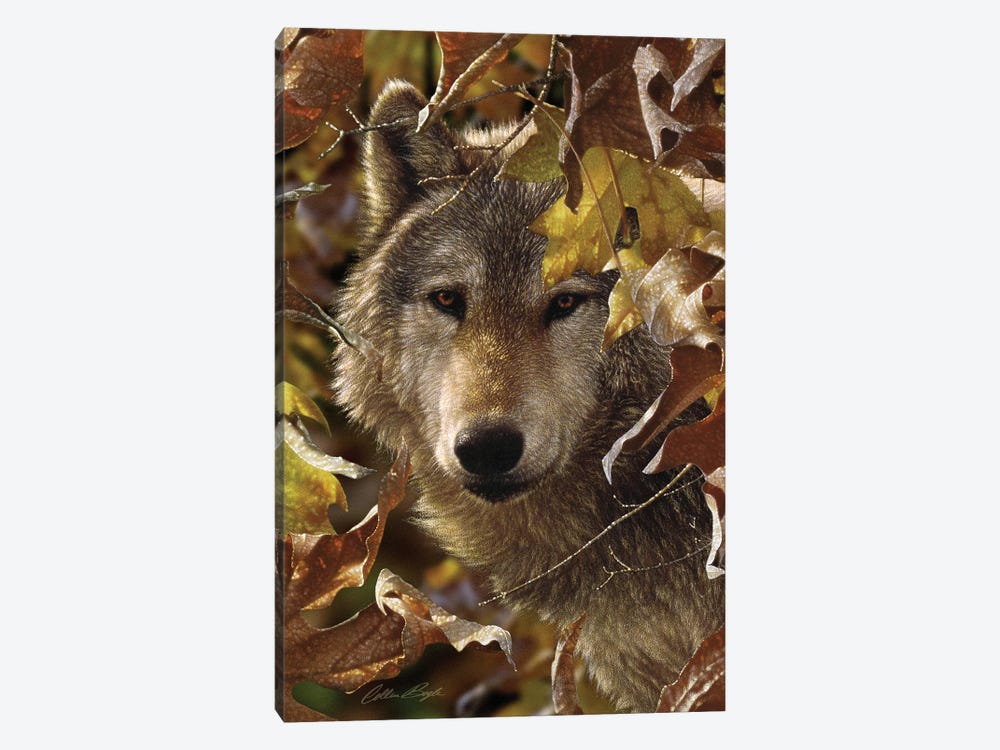 Wolf - Autumn Shadows by Collin Bogle 1-piece Canvas Print