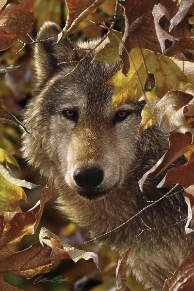 Wolves: Wolf - Autumn Shadows by Collin Bogle