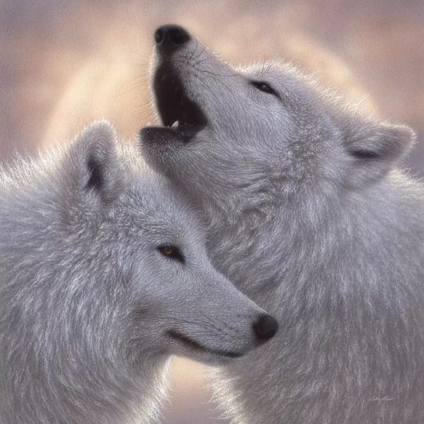 Collin Bogle: Wolves - Love Song by Collin Bogle