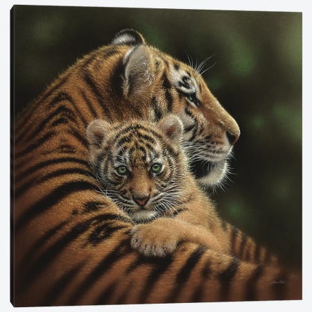 Cherished Tiger Cub, Square Canvas Print #CBO12} by Collin Bogle Canvas Art