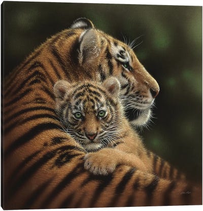Cherished Tiger Cub, Square Canvas Art Print - Tiger Art
