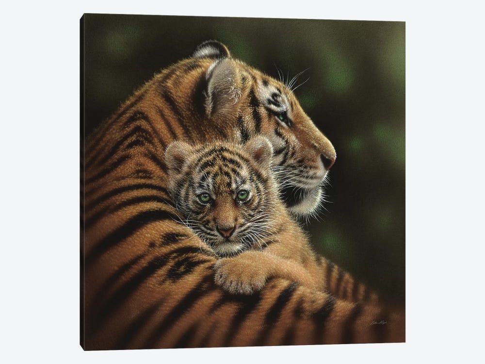 Cherished Tiger Cub, Square by Collin Bogle 1-piece Canvas Art