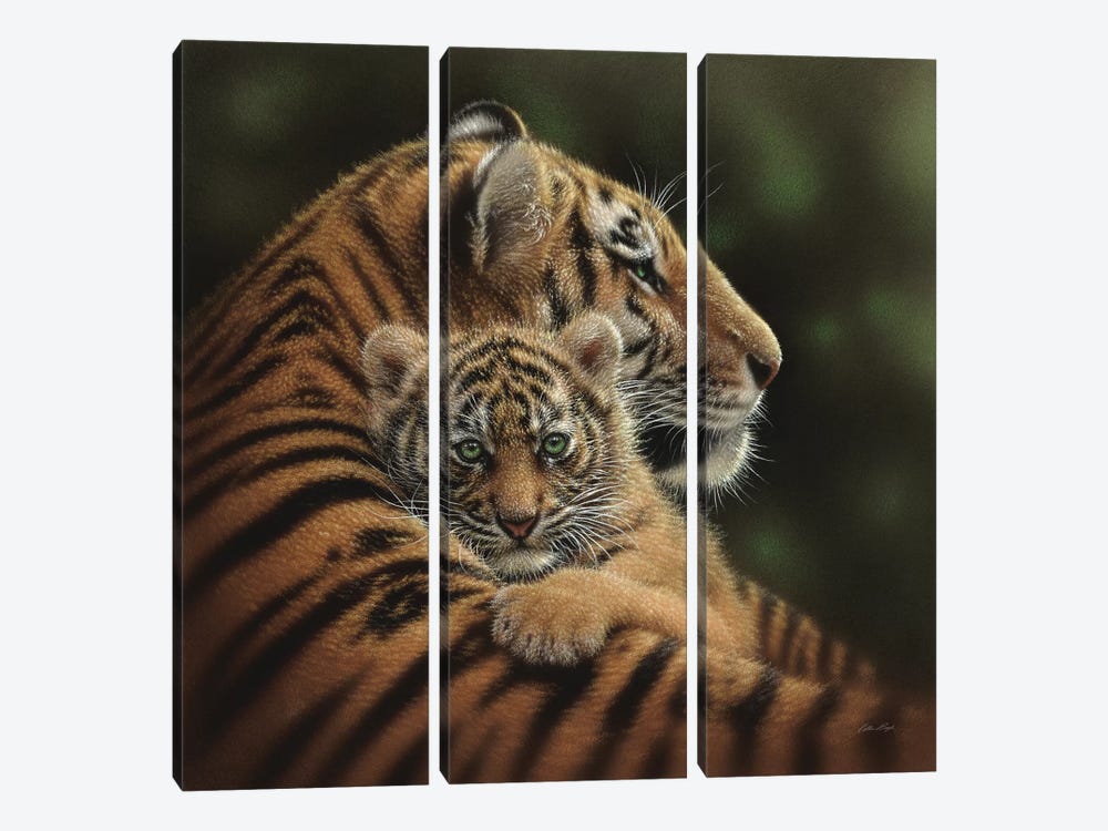 Cherished Tiger Cub, Square by Collin Bogle 3-piece Canvas Art