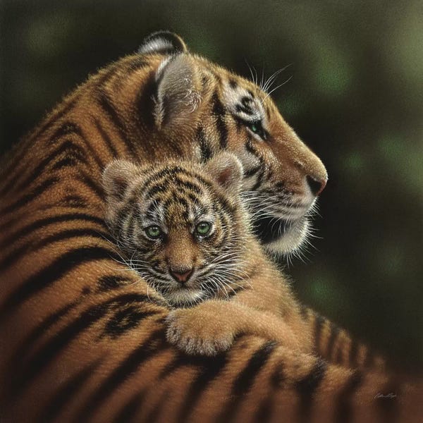 Fine Art Safari: Cherished Tiger Cub, Square by Collin Bogle