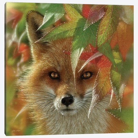 Autumn Red Fox Canvas Print #CBO131} by Collin Bogle Canvas Print