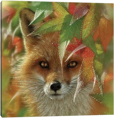 Autumn Red Fox Canvas Art Print - Collin Bogle
