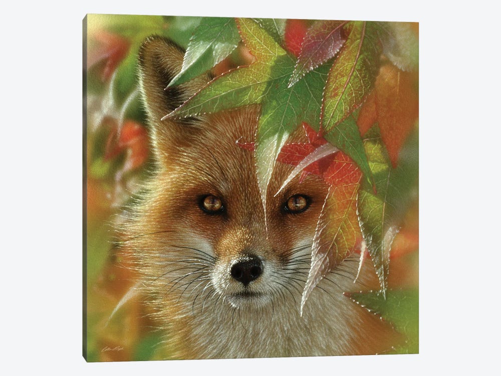 Autumn Red Fox by Collin Bogle 1-piece Art Print