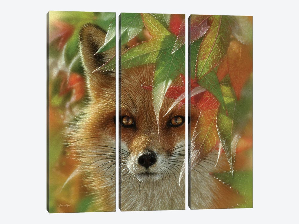 Autumn Red Fox by Collin Bogle 3-piece Canvas Print